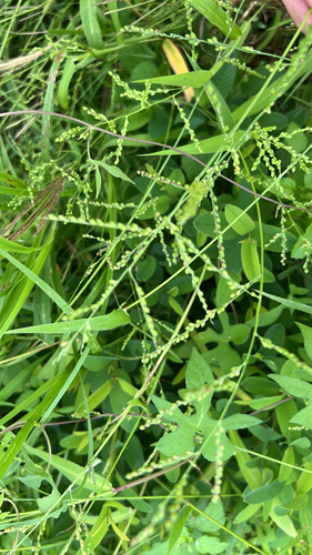 Urochloa fusca, photograph 5
