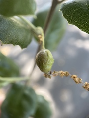 Callirhytis congregata