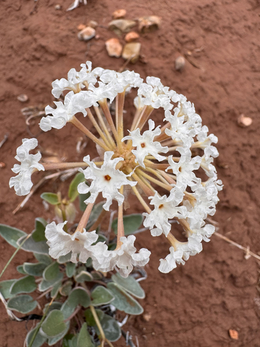 Abronia elliptica, photograph 4