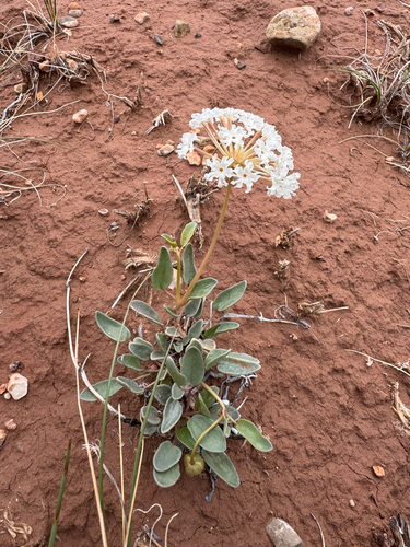 Abronia elliptica, photograph 5