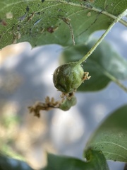 Callirhytis congregata