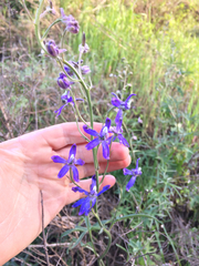 Delphinium parryi maritimum