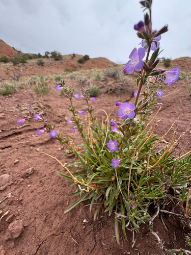 Penstemon goodrichii