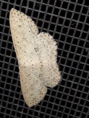 Cyclophora turneri