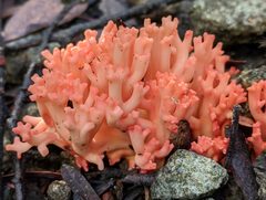 Ramaria botrytoides