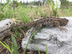 Sceloporus spinosus