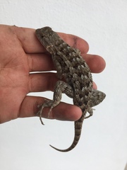 Sceloporus spinosus