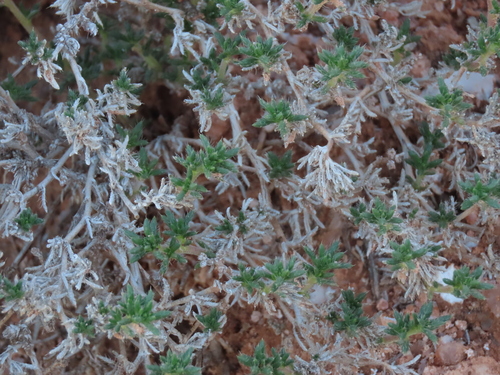Hairy Crinklemat