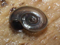 Planorbis carinatus