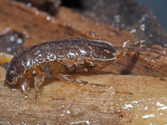 Asellus aquaticus