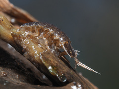 Asellus aquaticus