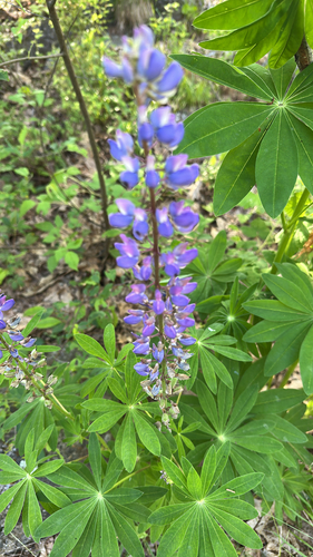Large-leaved lupine