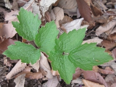 Clematis heracleifolia