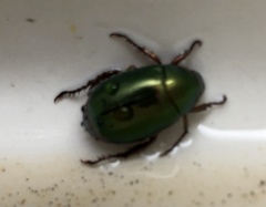 Anomala russiventris