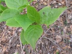 Actinidia arguta