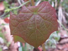 Menispermum dauricum