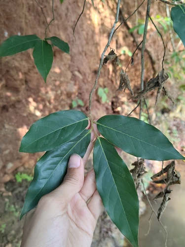 Hubera cerasoides observed 2026-06-08