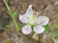 Prunus ishidoyana