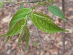 Prunus ishidoyana