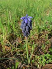 Muscari neglectum