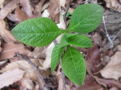 Dictamnus dasycarpus