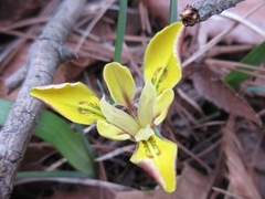 Iris minutoaurea