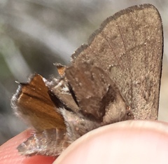 Satyrium saepium
