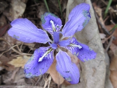 Iris rossii