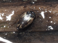 Hydroglyphus geminus