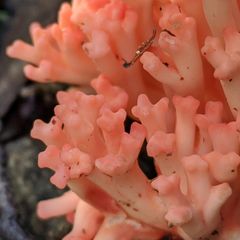 Ramaria botrytoides