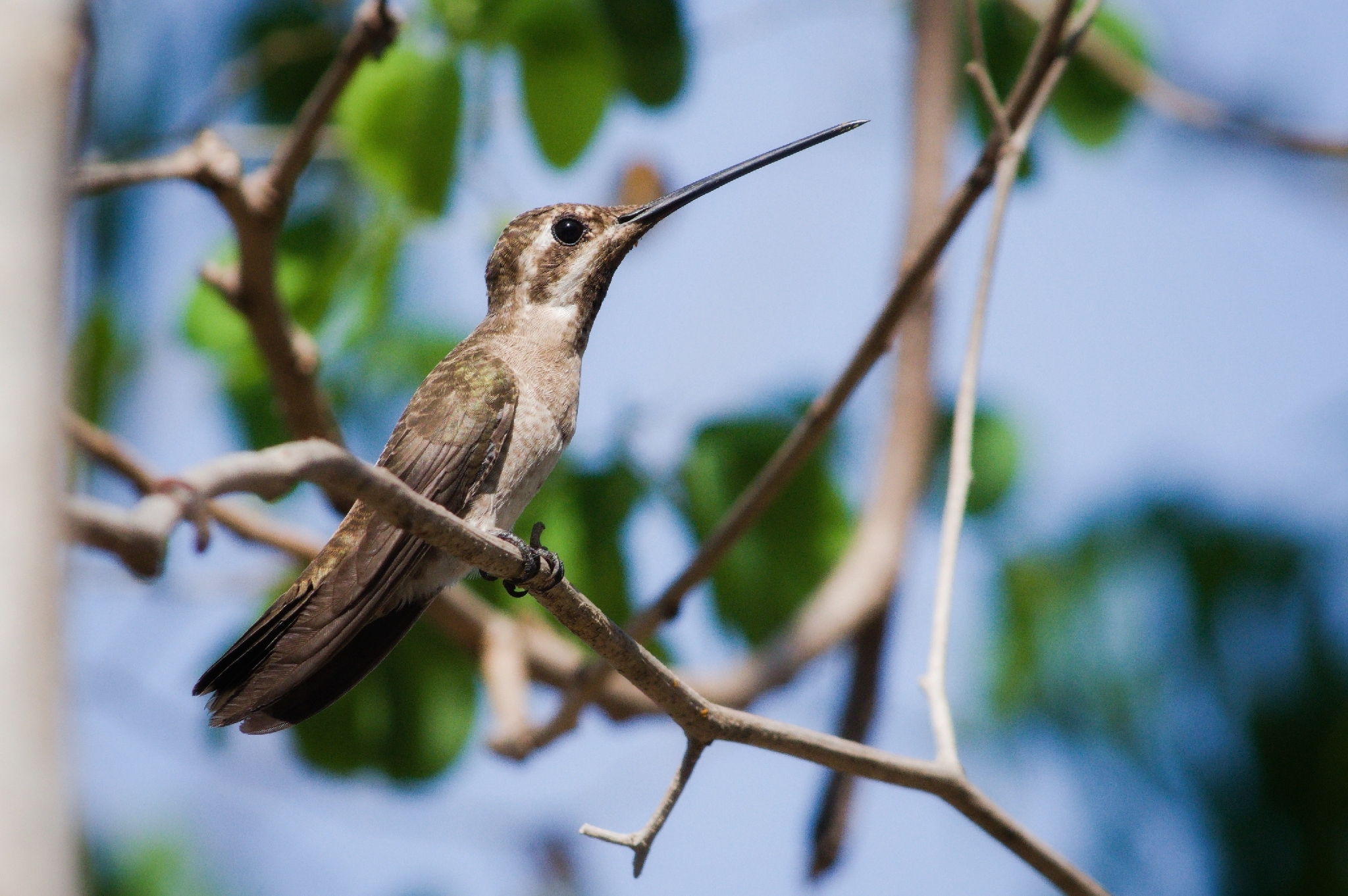 Plain-capped Starthroat (Heliomaster constantii), photo 7