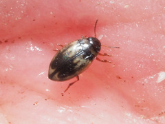 Hydroglyphus geminus