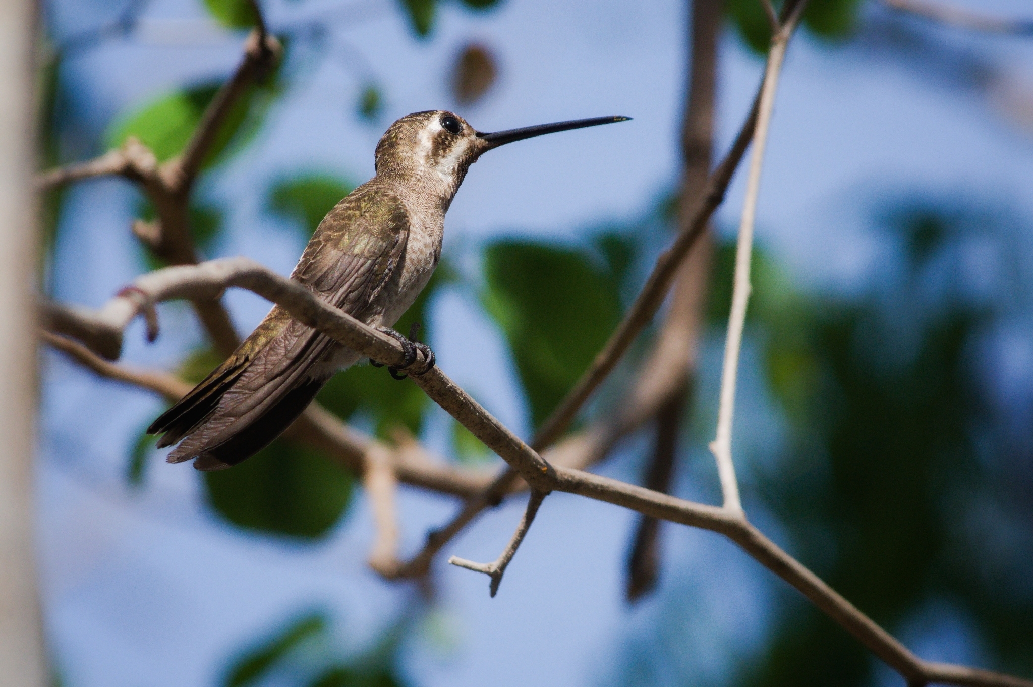 Plain-capped Starthroat (Heliomaster constantii), photo 8