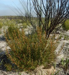 Gyrostemon australasicus