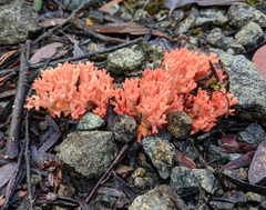 Ramaria botrytoides
