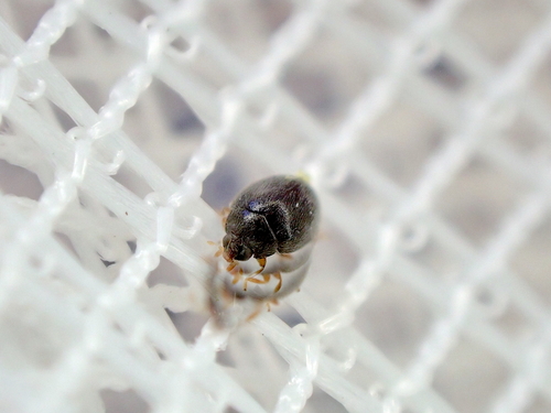 Stethorus pusillus