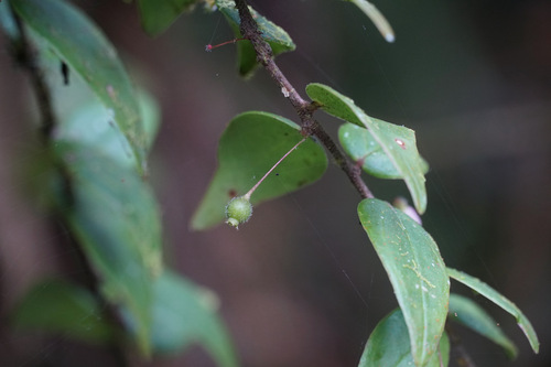 Sphyrospermum buxifolium, photograph 4