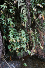 Sphyrospermum buxifolium, photograph (c) Connor Connolly-Moyls, some rights reserved (CC BY)