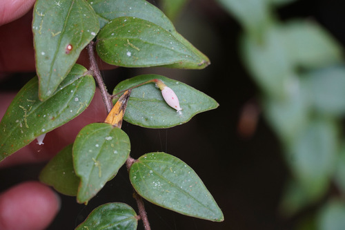 Sphyrospermum buxifolium