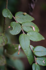 Sphyrospermum buxifolium, photograph (c) Connor Connolly-Moyls, some rights reserved (CC BY)