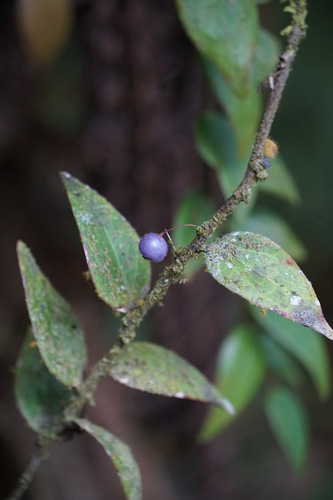 Sphyrospermum buxifolium, photograph 3