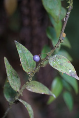 Sphyrospermum buxifolium, photograph (c) Connor Connolly-Moyls, some rights reserved (CC BY)