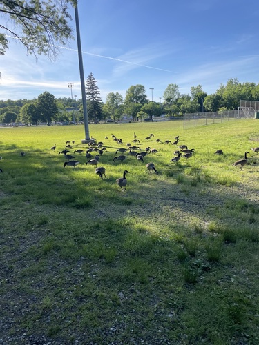 Canada Goose