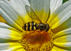 Eupeodes fumipennis