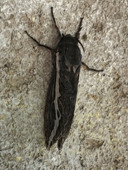Abantiades albofasciatus