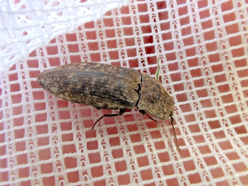 Mottled dingy-brown click beetle