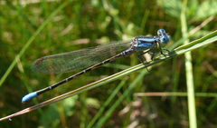 Argia alberta