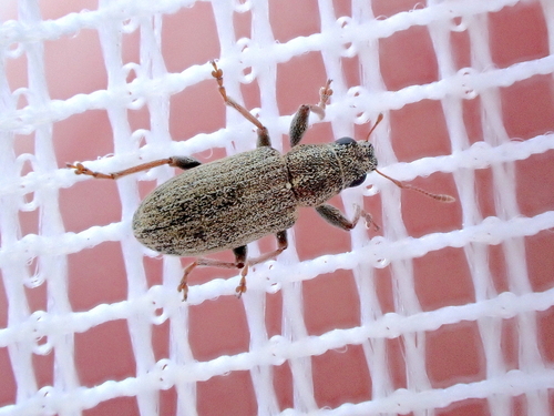 Pea Weevil