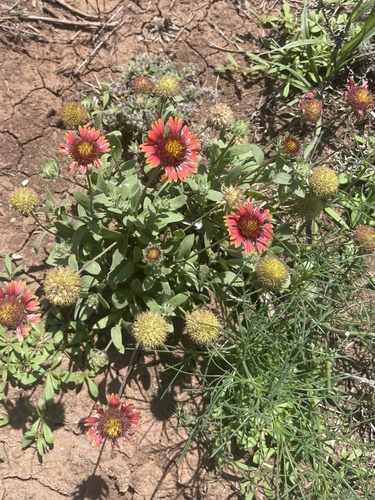 firewheel