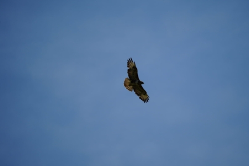 Common Buzzard